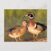 Hout Eenden en vrouw op het inloggen van wetland Briefkaart (Voorkant)