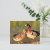 Hout Eenden en vrouw op het inloggen van wetland Briefkaart (Staand voorkant)