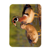 Hout Eenden en vrouw op het inloggen van wetland Magneet (Verticaal)