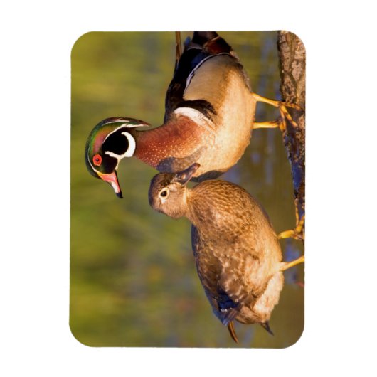 Hout Eenden en vrouw op het inloggen van wetland Magneet (Verticaal)