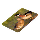 Hout Eenden en vrouw op het inloggen van wetland Magneet (Linkerzijde)