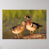 Hout Eenden en vrouw op het inloggen van wetland Poster (Voorkant)