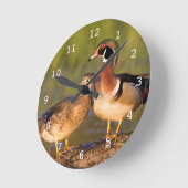 Hout Eenden en vrouw op het inloggen van wetland Ronde Klok (Hoek)