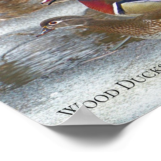 Hout Eenden op de Muskegon Poster (Hoek)