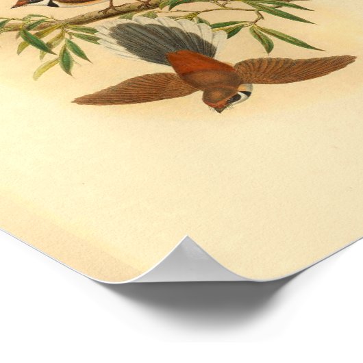 Hout Fantail Flycatcher Bird  Print (Hoek)