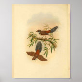 Hout Fantail Flycatcher Bird  Print (Voorkant)