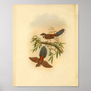 Hout Fantail Flycatcher Bird Print