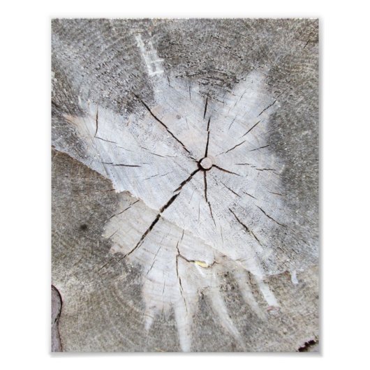 Hout Grain Grey Pine Tree Stump Foto Art 2 Afdruk (Voorkant)