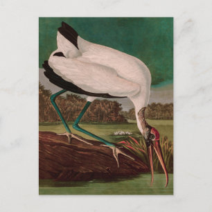 Hout Ibis Birds of America Audubon Print Feestdagenkaart
