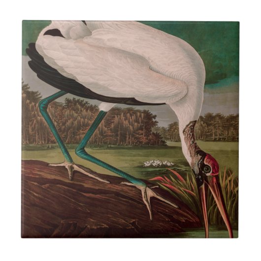 Hout Ibis Birds of America Audubon Print Tegeltje (Voorkant)