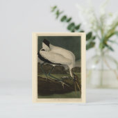 Hout Ibiss (Ibis, Stork): Zuidelijke vogels in Ame Briefkaart (Staand voorkant)