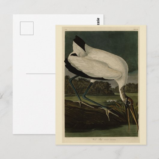 Hout Ibiss (Ibis, Stork): Zuidelijke vogels in Ame Briefkaart (Voorkant / Achterkant)