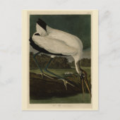 Hout Ibiss (Ibis, Stork): Zuidelijke vogels in Ame Briefkaart (Voorkant)