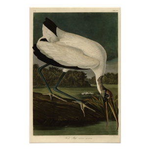 Hout Ibiss (Ibis, Stork): Zuidelijke vogels in Ame Foto Afdruk