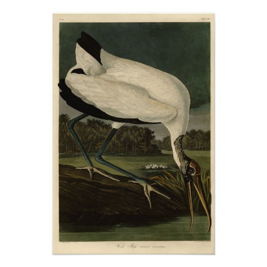 Hout Ibiss (Ibis, Stork): Zuidelijke vogels in Ame Foto Afdruk (Voorkant)
