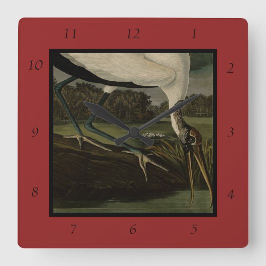 Hout Ibiss (Ibis, Stork): Zuidelijke vogels in Ame Vierkante Klok (Voorkant)