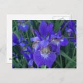 Hout Iris Briefkaart (Voorkant / Achterkant)