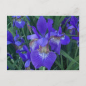 Hout Iris Briefkaart (Voorkant)