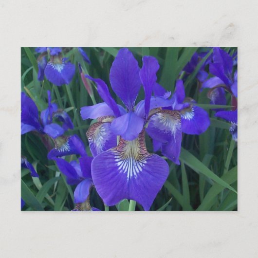 Hout Iris Briefkaart (Voorkant)