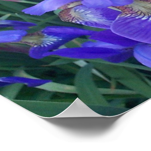 Hout Iris Poster (Hoek)