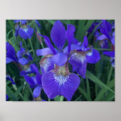 Hout Iris Poster (Voorkant)
