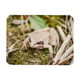 Hout Kikker Natuur Woodland Animals Magneet