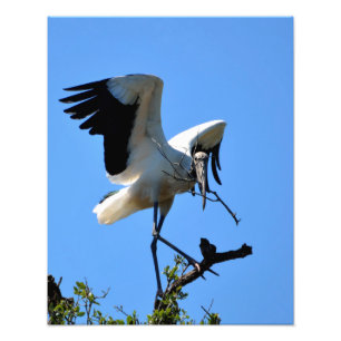 Hout Ooievaar in het wild Foto Afdruk