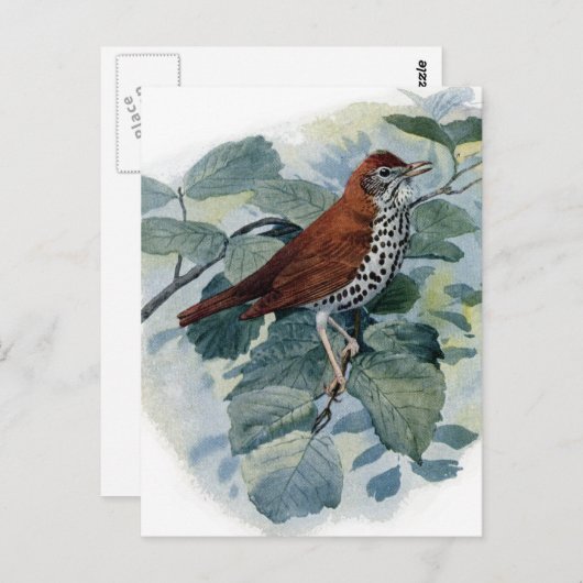 Hout Thrush op een Twig Briefkaart (Voorkant / Achterkant)