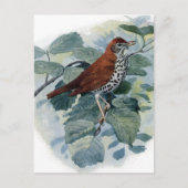 Hout Thrush op een Twig Briefkaart (Voorkant)