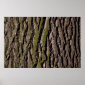 Hout van eikenhout poster (Voorkant)