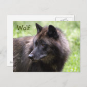 Hout Wolf Grey Wolf Wild Animal Briefkaarten (Voorkant / Achterkant)