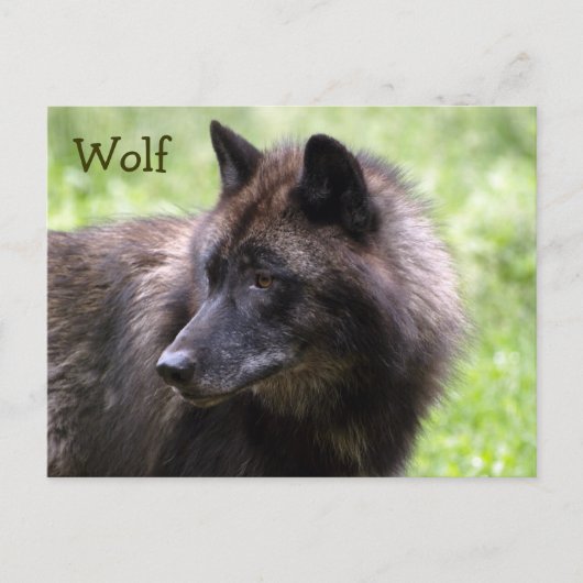 Hout Wolf Grey Wolf Wild Animal Briefkaarten (Voorkant)