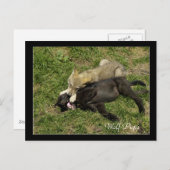 Hout Wolf Pups Wilde Dieren Briefkaarten (Voorkant / Achterkant)