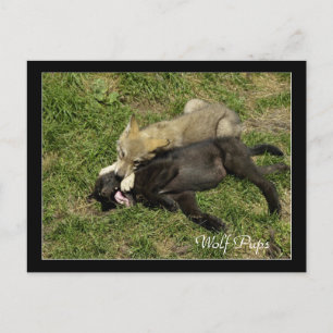 Hout Wolf Pups Wilde Dieren Briefkaarten