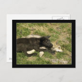 Hout Wolf Pups Wilde Dieren Briefkaarten (Voorkant / Achterkant)