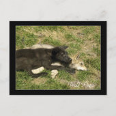 Hout Wolf Pups Wilde Dieren Briefkaarten (Voorkant)