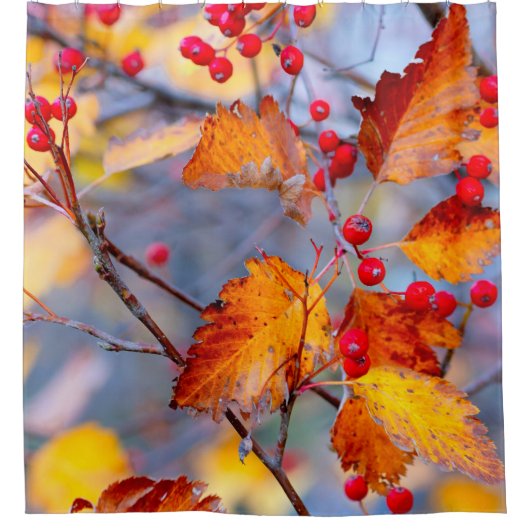 Houtdoornbessen in het najaar douchegordijn (Voorkant)