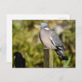 Houtduif Briefkaart (Voorkant / Achterkant)