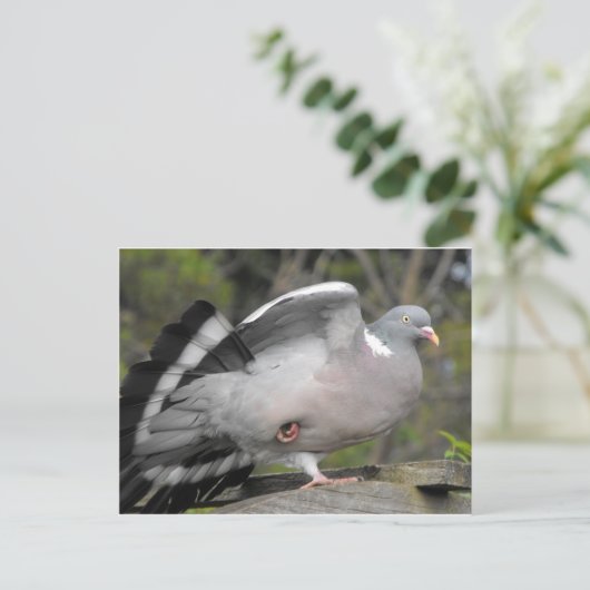 Houtduif Briefkaart (Staand voorkant)