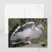 Houtduif Briefkaart (Voorkant / Achterkant)