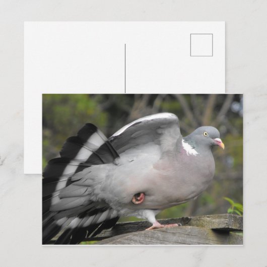 Houtduif Briefkaart (Voorkant / Achterkant)