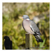 Houtduif Foto Afdruk (Voorkant)