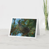 Houtduif in dennenboom kaart (Voorkant)