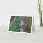 Houtduif op hek kaart (Voorkant)