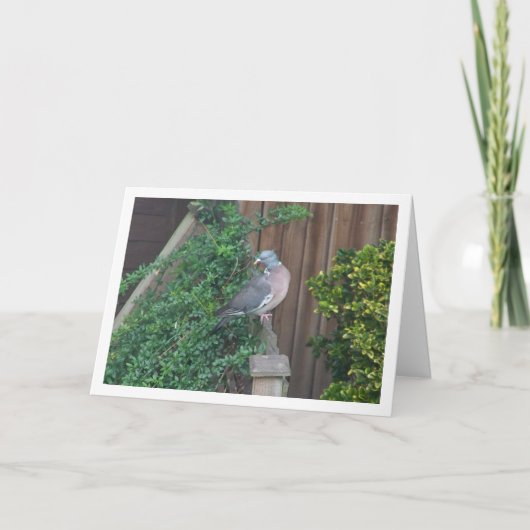 Houtduif op hek kaart (Voorkant)