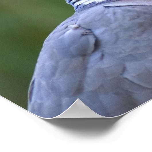 Houtduif Poster (Hoek)