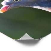 Houtduif Poster (Hoek)