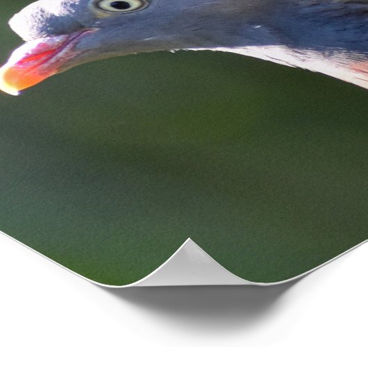 Houtduif Poster (Hoek)