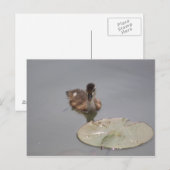 Houteend - Duckling briefkaart (Voorkant / Achterkant)