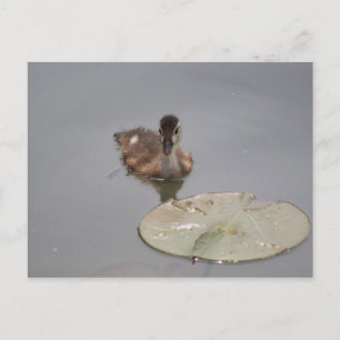 Houteend - Duckling briefkaart